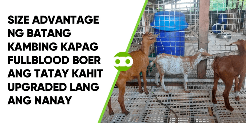 Size Advantage ng Batang Kambing Kapag Fullblood Boer ang Tatay Kahit Upgraded Lang ang Nanay