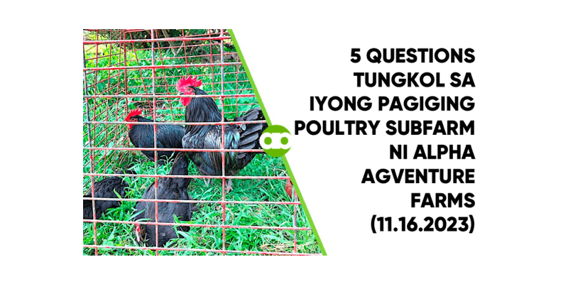 5 Questions Tungkol sa Iyong Pagiging Poultry Subfarm ni Alpha Agventure Farms (11.16.2023)