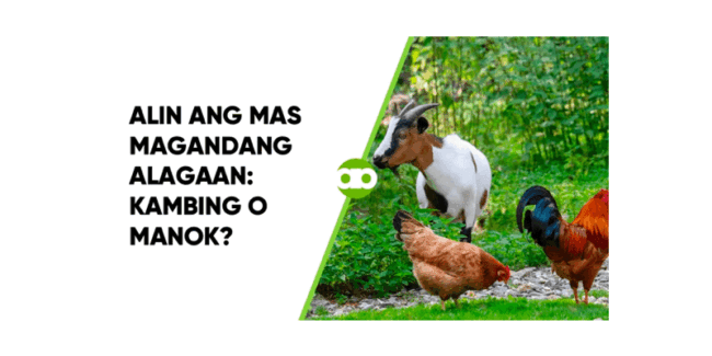 Alin ang Mas Magandang Alagaan- Kambing o Manok-min