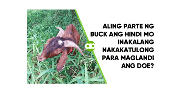 Aling Parte ng Buck ang Hindi Mo Inakalang Nakakatulong Para Maglandi ang Doe