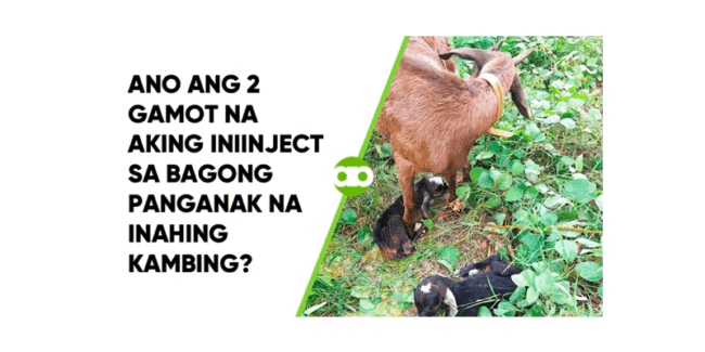 Ano ang 2 Gamot na Aking Iniinject sa Bagong Panganak na Inahing Kambing?
