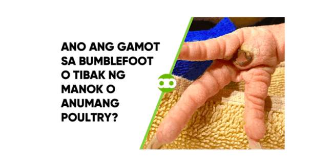 Ano ang Gamot sa Bumblefoot o Tibak ng Manok o Anumang Poultry