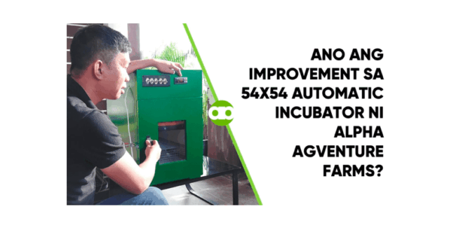 Ano ang Improvement sa 54x54 Automatic Incubator ni Alpha Agventure Farms