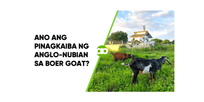 Ano ang Pinagkaiba ng Anglo-Nubian sa Boer Goat?