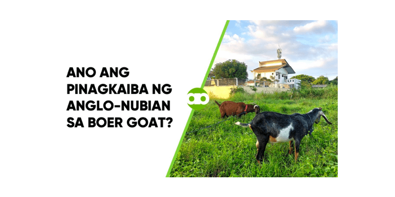 Ano ang Pinagkaiba ng Anglo-Nubian sa Boer Goat?