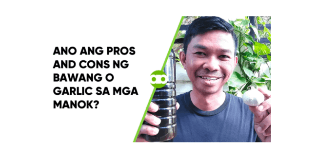 Ano ang Pros and Cons ng Bawang o Garlic sa mga Manok