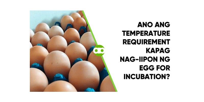 Ano ang Temperature Requirement Kapag Nag-iipon ng Egg for Incubation?