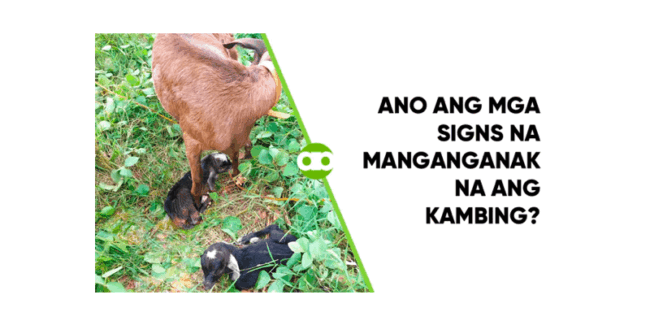 Ano ang mga Signs na Manganganak na ang Kambing?