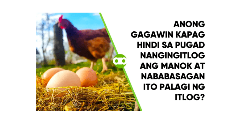 Anong Gagawin Kapag Hindi sa Pugad Nangingitlog ang Manok at Nababasagan Ito Palagi ng Itlog 1