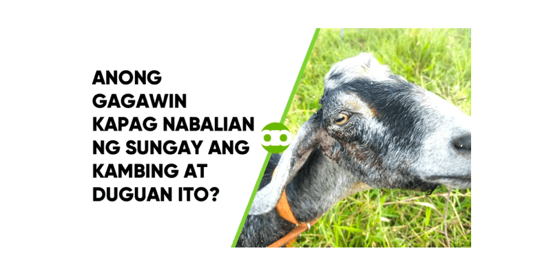 Anong Gagawin Kapag Nabalian ng Sungay ang Kambing at Duguan Ito?