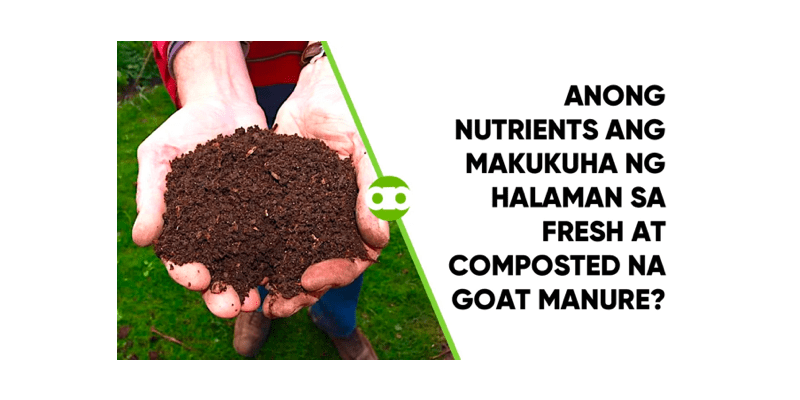 Anong Nutrients ang Makukuha ng Halaman sa Fresh at Composted na Goat Manure?