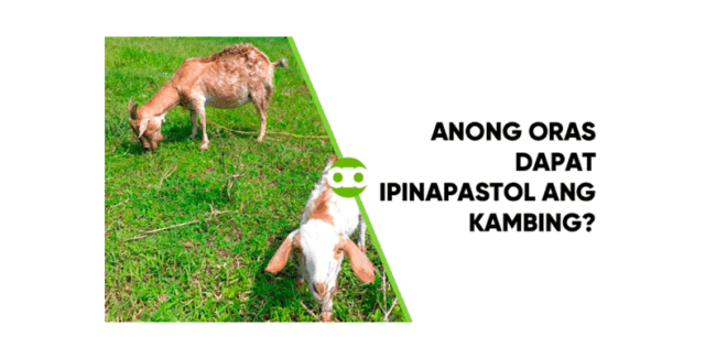 Anong Oras Dapat Ipinapastol ang Kambing?