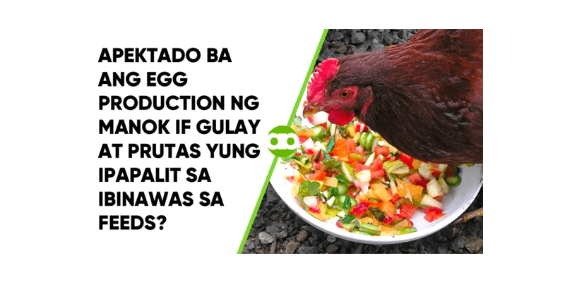 Apektado Ba Ang Egg Production ng Manok If Gulay at Prutas Yung Ipapalit sa Ibinawas sa Feeds