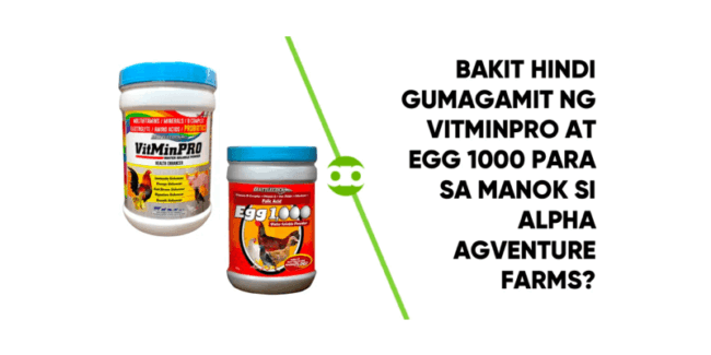 Bakit Hindi Gumagamit ng VitMinPro at Egg 1000 Para sa Manok si Alpha Agventure Farms-min