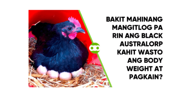 Bakit Mahinang Mangitlog Pa Rin ang Black Australorp Kahit Wasto ang Body Weight at Pagkain?