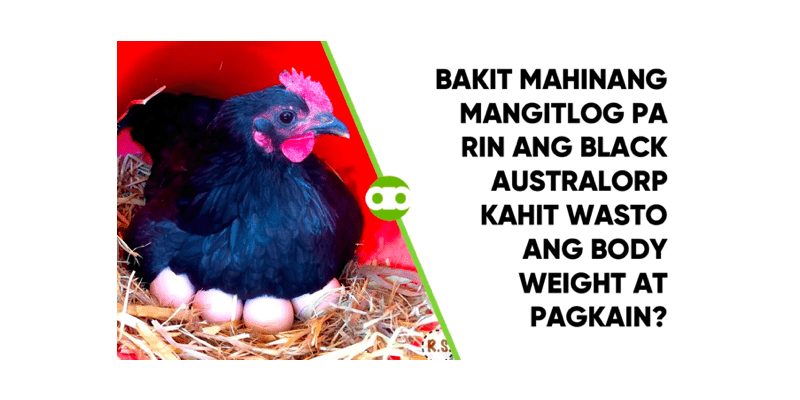 Bakit Mahinang Mangitlog Pa Rin ang Black Australorp Kahit Wasto ang Body Weight at Pagkain?
