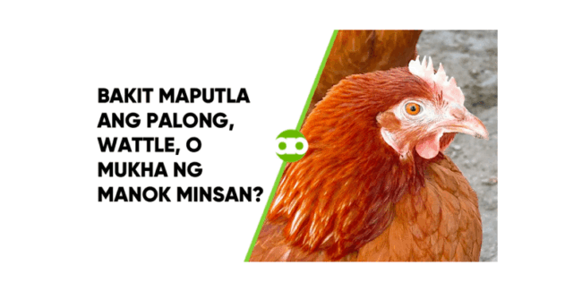 Bakit Maputla ang Palong, Wattle, o Mukha ng Manok Minsan