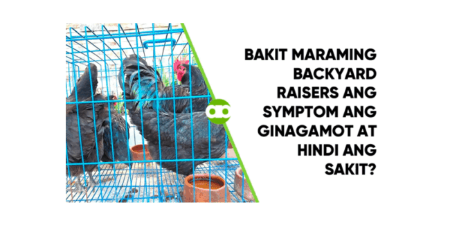 Bakit Maraming Backyard Raisers ang Symptom ang Ginagamot at Hindi ang Sakit