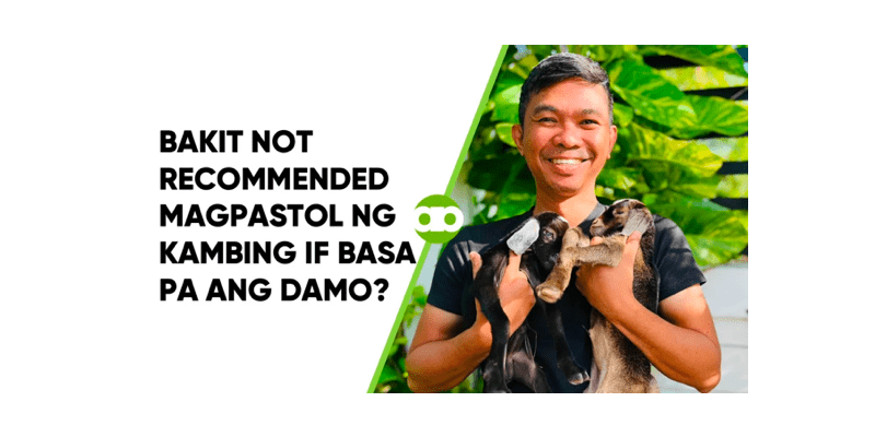 Bakit Not Recommended Magpastol ng Kambing If Basa pa ang Damo?