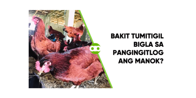 Bakit Tumitigil Bigla sa Pangingitlog ang Manok