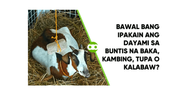 Bawal Bang Ipakain ang Dayami sa Buntis na Baka, Kambing, Tupa o Kalabaw