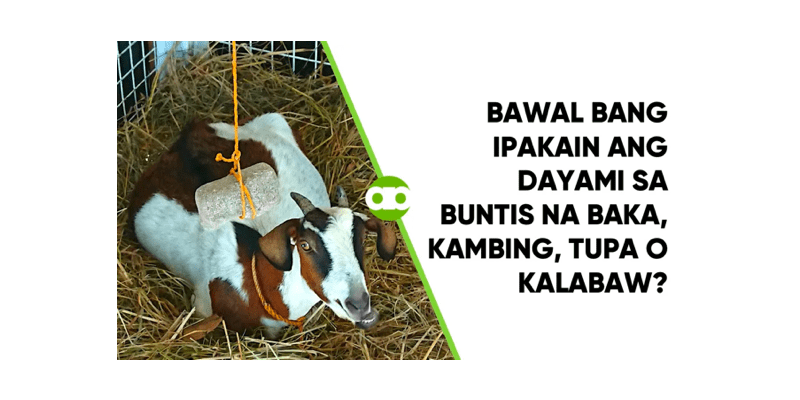 Bawal Bang Ipakain ang Dayami sa Buntis na Baka, Kambing, Tupa o Kalabaw