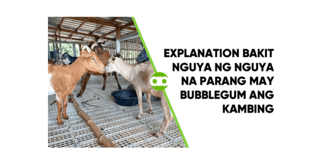 Explanation Bakit Nguya ng Nguya na Parang May Bubblegum ang Kambing