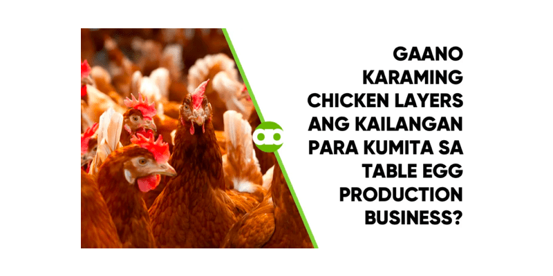 Gaano Karaming Chicken Layers ang Kailangan Para Kumita sa Table Egg Production Business