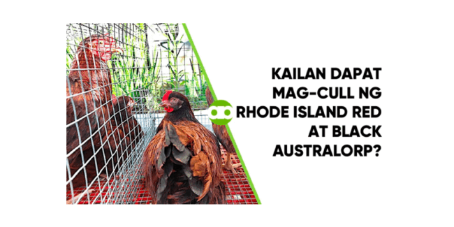 Kailan Dapat Mag-Cull ng Rhode Island Red at Black Australorp