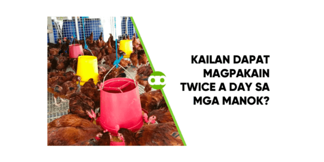 Kailan Dapat Magpakain Twice a Day sa mga Manok