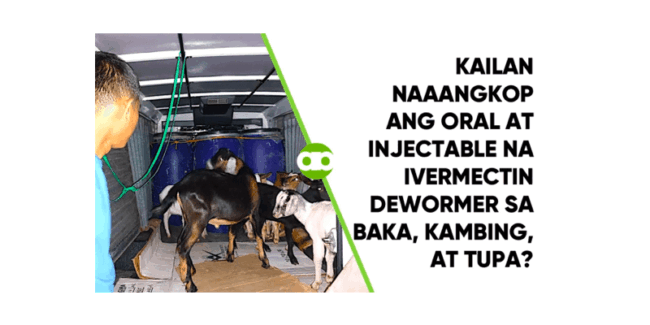 Kailan Naaangkop ang Oral at Injectable na Ivermectin Dewormer sa Baka, Kambing, at Tupa