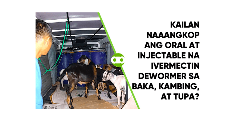 Kailan Naaangkop ang Oral at Injectable na Ivermectin Dewormer sa Baka, Kambing, at Tupa