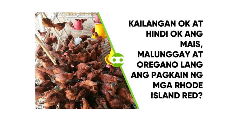 Kailangan OK at Hindi OK ang Mais, Malunggay at Oregano Lang ang Pagkain ng mga Rhode Island Red