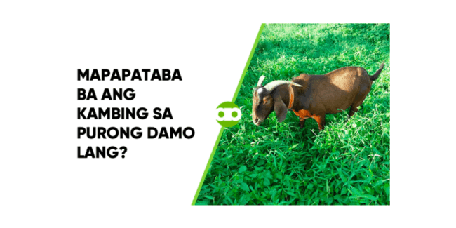 Mapapataba Ba ang Kambing sa Purong Damo Lang
