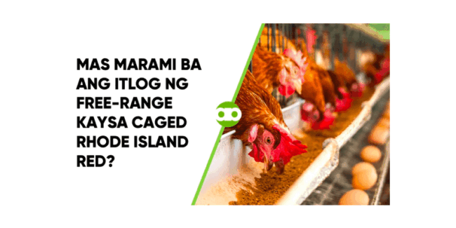 Mas Marami Ba ang Itlog ng Free-Range Kaysa Caged Rhode Island Red?