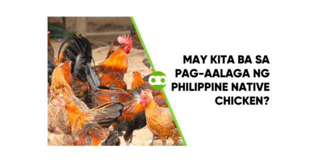 May Kita ba sa Pag-aalaga ng Philippine Native Chicken