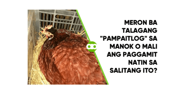 Meron Ba Talagang PAMPAITLOG sa Manok o Mali ang Paggamit Natin sa Salitang Ito
