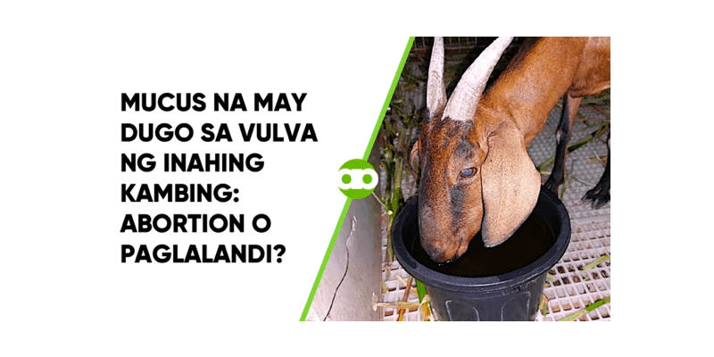 Mucus na May Dugo sa Vulva ng Inahing Kambing- Abortion o Paglalandi