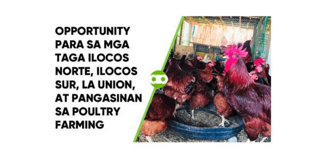 Opportunity Para sa mga Taga Ilocos Norte, Ilocos Sur, La Union, at Pangasinan sa Poultry Farming
