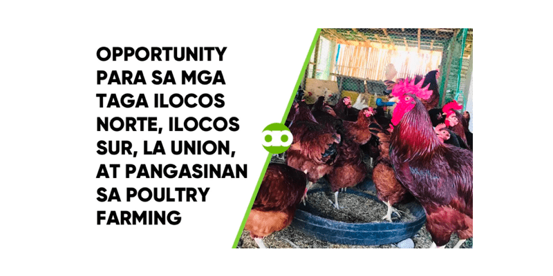 Opportunity Para sa mga Taga Ilocos Norte, Ilocos Sur, La Union, at Pangasinan sa Poultry Farming