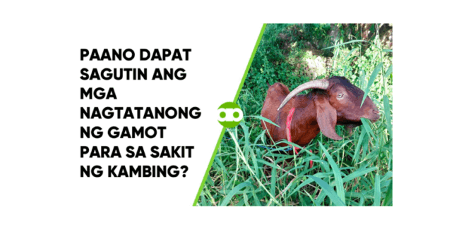 Paano Dapat Sagutin ang mga Nagtatanong ng Gamot Para sa Sakit ng Kambing