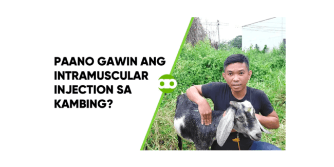 Paano Gawin ang Intramuscular Injection sa Kambing?