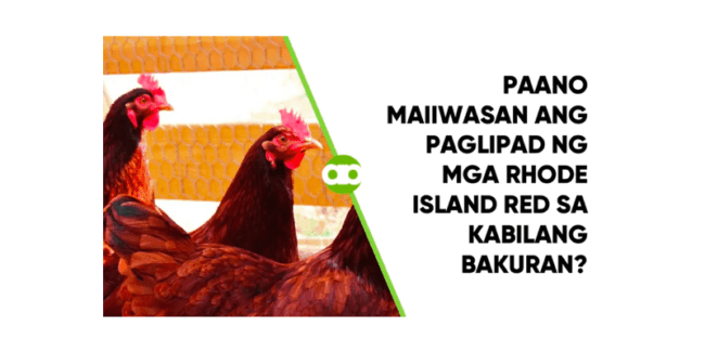 Paano Maiiwasan ang Paglipad ng mga Rhode Island Red sa Kabilang Bakuran?