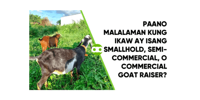 Paano Malalaman Kung Ikaw ay Isang Smallhold, Semi-Commercial, o Commercial Goat Raiser