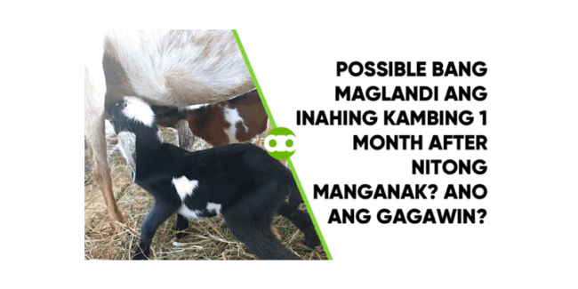 Possible Bang Maglandi ang Inahing Kambing 1 Month After Nitong Manganak - Ano ang Gagawin