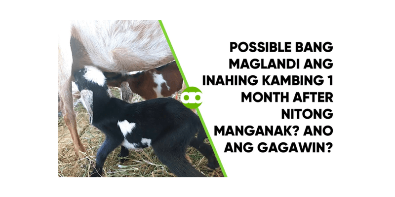 Possible Bang Maglandi ang Inahing Kambing 1 Month After Nitong Manganak - Ano ang Gagawin