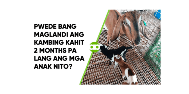 Pwede Bang Maglandi ang Kambing Kahit 2 Months Pa Lang ang mga Anak Nito