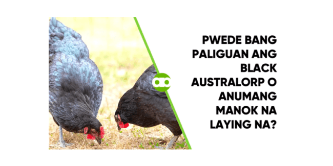 Pwede Bang Paliguan ang Black Australorp o Anumang Manok na Laying Na?