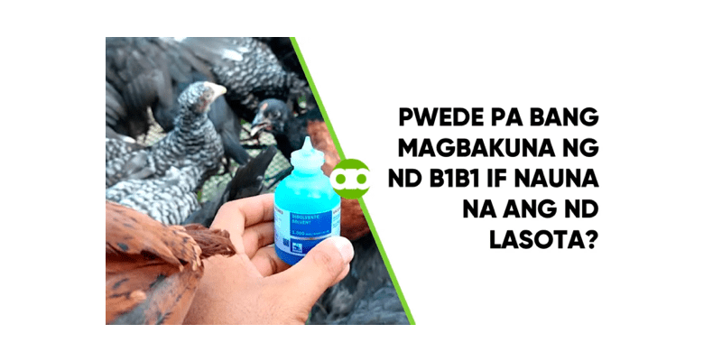 Pwede Pa Bang Magbakuna ng ND B1B1 If Nauna na ang ND LaSota?