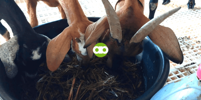 Ano ang Diskarte Para Maengganyo ang mga Kambing na Ubusin ang Kanilang Silage?